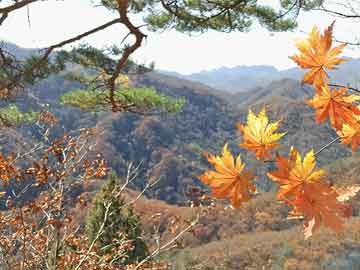 澳門一肖一碼精準(zhǔn)100王中王，全面解答解釋落實_網(wǎng)頁版34.21.90