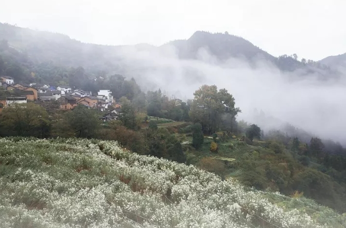 揭秘黃山秋韻，十一月七日最新風(fēng)景圖片欣賞