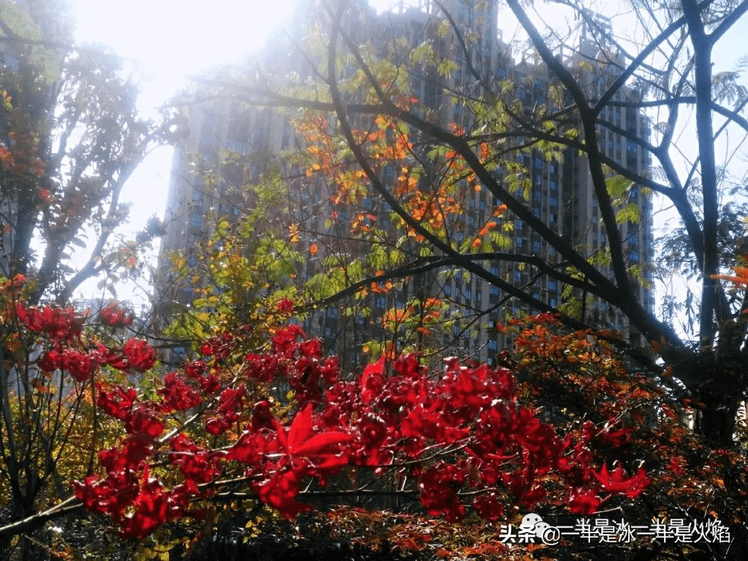 菏澤牡丹區(qū)秋日暖陽(yáng)下的聚會(huì)驚喜，最新新聞與朋友間的溫馨時(shí)刻