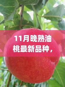 11月晚熟油桃新品種亮相，甘甜獨特品嘗正當(dāng)季