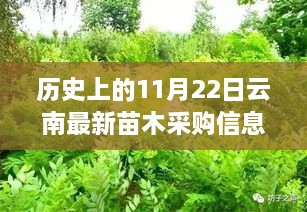 云南苗木采購信息背后的綠葉情深，一個(gè)關(guān)于友情與歷史的溫馨故事