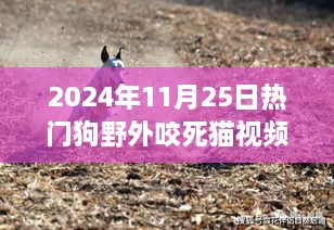 熱門狗野外咬死貓事件深度解析，特性、體驗、競品對比及用戶洞察分析