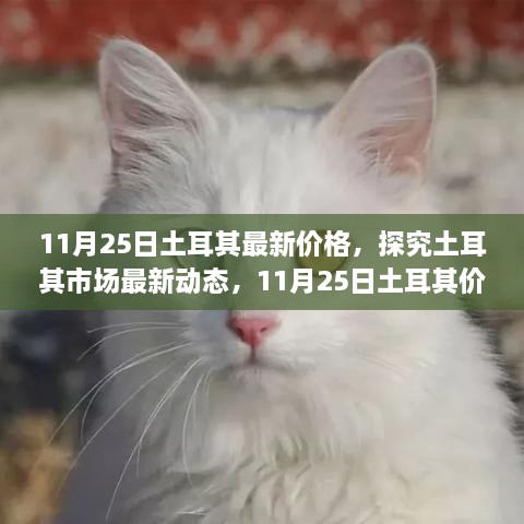 11月25日土耳其最新價格，探究土耳其市場最新動態(tài)，11月25日土耳其價格走勢及其影響