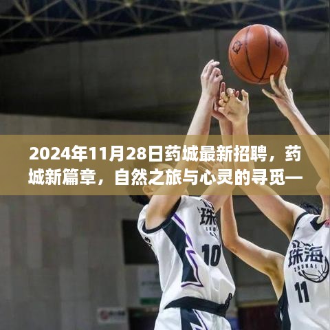 2024年11月28日藥城最新招聘，藥城新篇章，自然之旅與心靈的尋覓——2024年11月28日招聘之旅啟程啦！