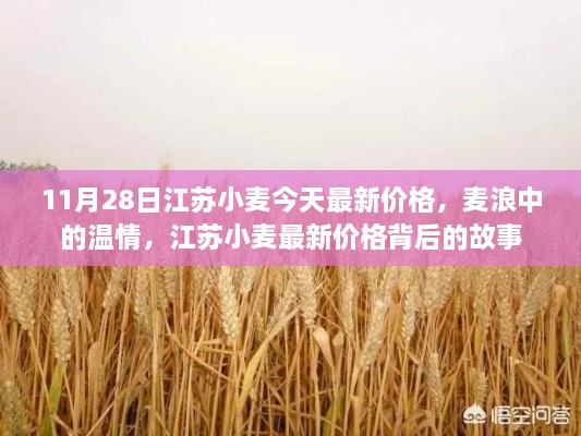 江蘇小麥最新價格揭秘，溫情背后的故事，11月28日麥浪中的市場動態(tài)