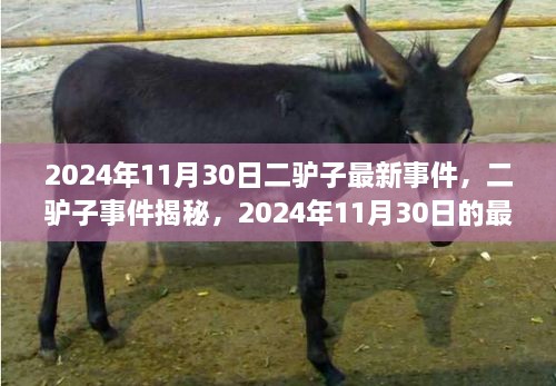 二驢子事件揭秘，最新篇章揭曉于2024年11月30日