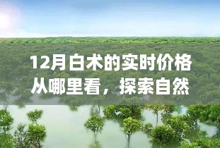 探索自然秘境，揭秘十二月白術實時價格的旅行指南，尋找心靈的寧靜與價格洞察