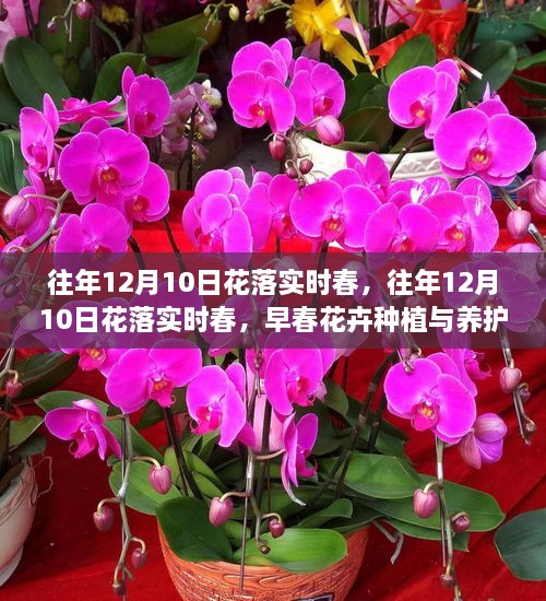 早春花卉種植與養(yǎng)護(hù)全攻略，12月10日花落實(shí)時(shí)春的種植與養(yǎng)護(hù)指南