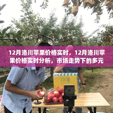 12月洛川蘋果價(jià)格實(shí)時(shí)分析，市場(chǎng)走勢(shì)下的多元觀點(diǎn)與個(gè)人立場(chǎng)探討