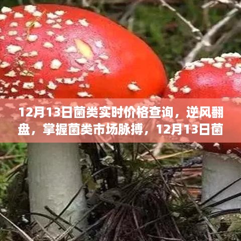 掌握菌類市場脈搏，12月13日菌類實(shí)時(shí)價(jià)格查詢及其啟示