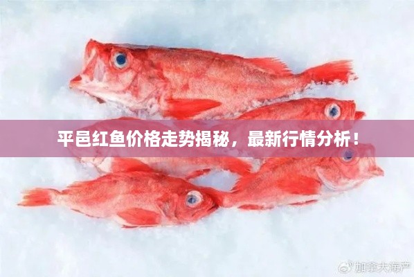 平邑紅魚價(jià)格走勢(shì)揭秘，最新行情分析！