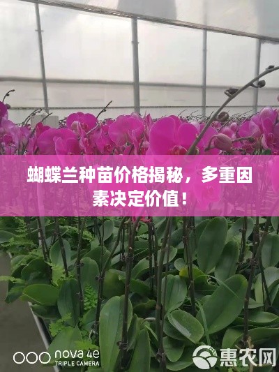 蝴蝶蘭種苗價格揭秘，多重因素決定價值！