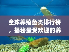 全球養(yǎng)殖魚類排行榜，揭秘最受歡迎的養(yǎng)殖魚類種類！