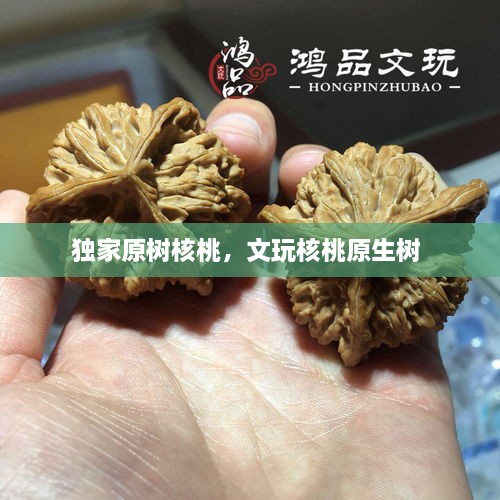 獨家原樹核桃，文玩核桃原生樹 