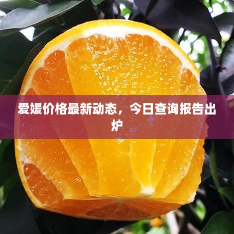 愛媛價(jià)格最新動(dòng)態(tài)，今日查詢報(bào)告出爐