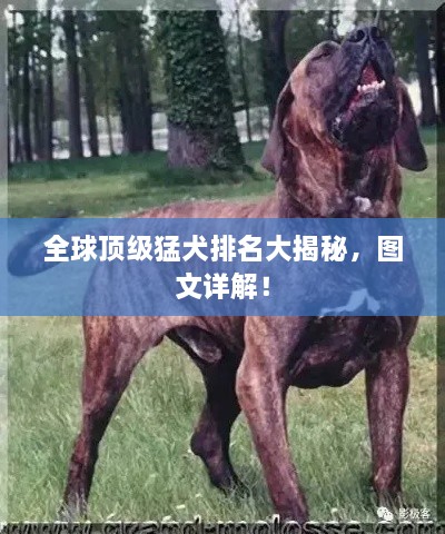 全球頂級猛犬排名大揭秘，圖文詳解！