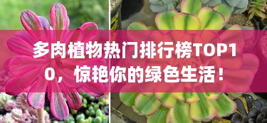 多肉植物熱門(mén)排行榜TOP10，驚艷你的綠色生活！