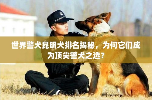 世界警犬昆明犬排名揭秘，為何它們成為頂尖警犬之選？