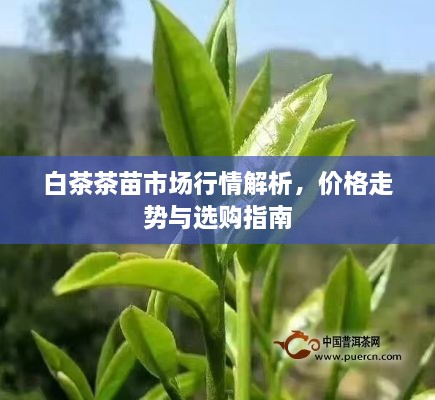 白茶茶苗市場行情解析，價格走勢與選購指南