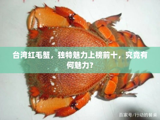 臺(tái)灣紅毛蟹，獨(dú)特魅力上榜前十，究竟有何魅力？