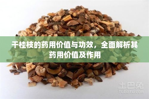 干桂枝的藥用價(jià)值與功效，全面解析其藥用價(jià)值及作用