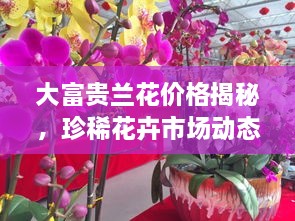 大富貴蘭花價(jià)格揭秘，珍稀花卉市場(chǎng)動(dòng)態(tài)與價(jià)值探究