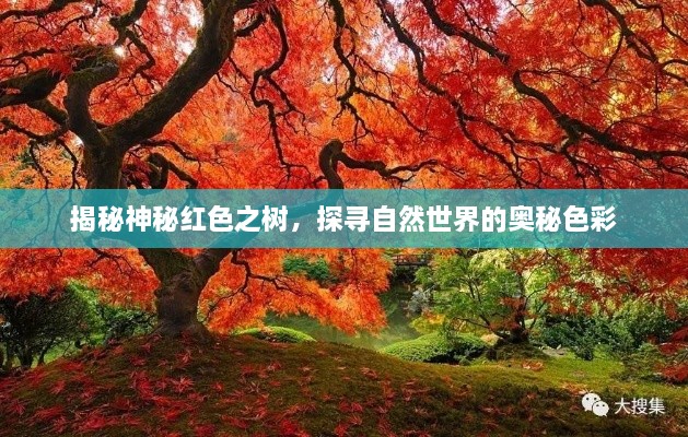 揭秘神秘紅色之樹，探尋自然世界的奧秘色彩