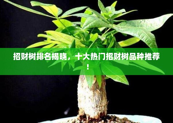 招財樹排名揭曉，十大熱門招財樹品種推薦！