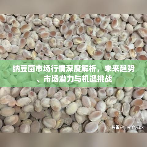 納豆菌市場行情深度解析，未來趨勢、市場潛力與機遇挑戰(zhàn)